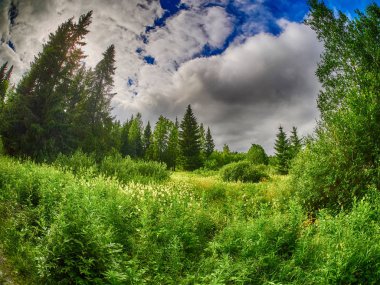 Ormandaki açıklık
