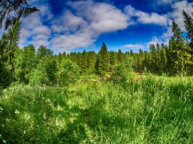 Ormandaki açıklık