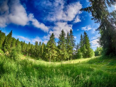 Ormandaki açıklık