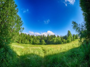 Ormandaki açıklık