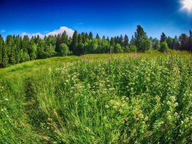 Ormandaki açıklık