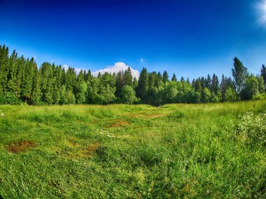 Ormandaki açıklık