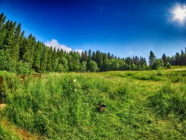 Ormandaki açıklık