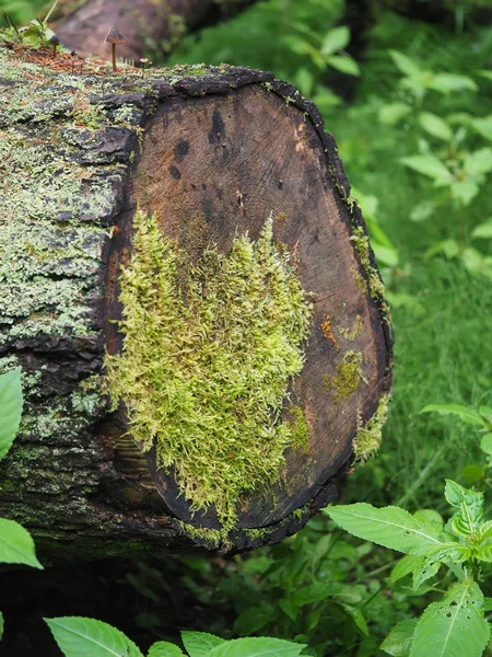 Ormandaki yaşlı ağaç kütüğü