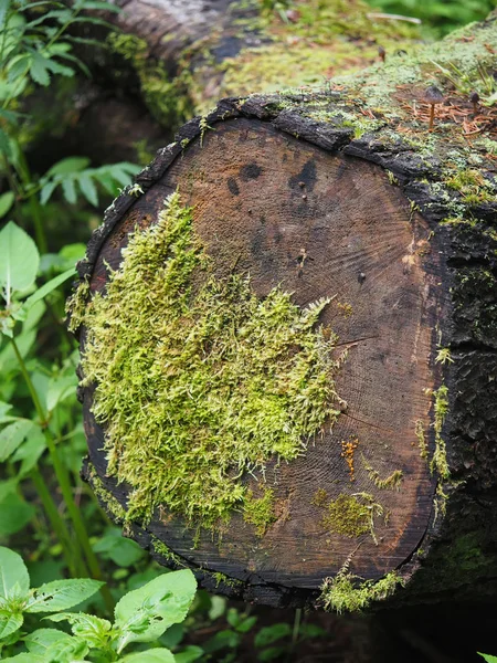 Ormandaki yaşlı ağaç kütüğü