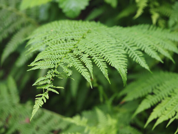 Fern in the forest