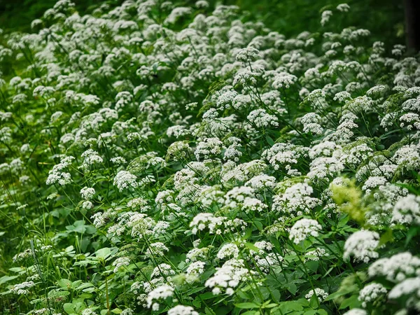 Fiori Aegopodium podagraria nella foresta — Foto Stock