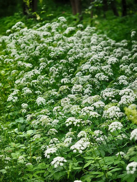 Fiori Aegopodium podagraria nella foresta — Foto Stock