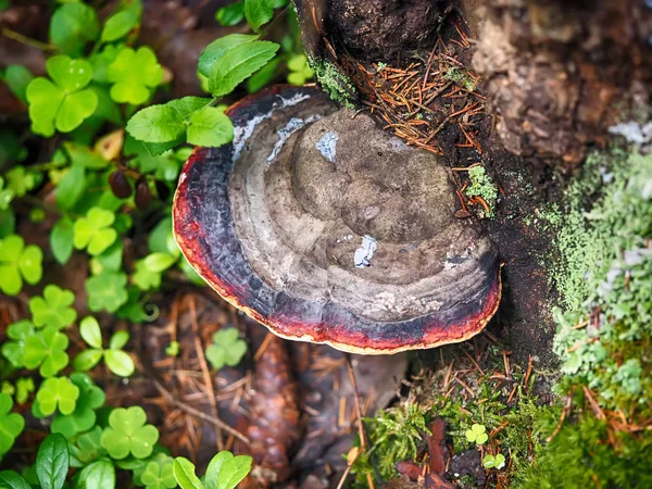 Svamp svamp i skogen — Stockfoto