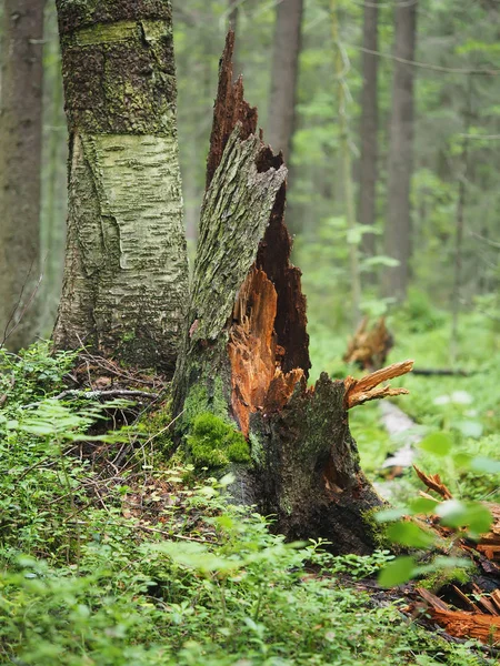 Ormandaki yaşlı ağaç kütüğü