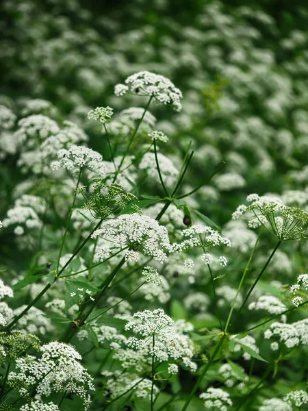 森の中の花イワミツバ — ストック写真