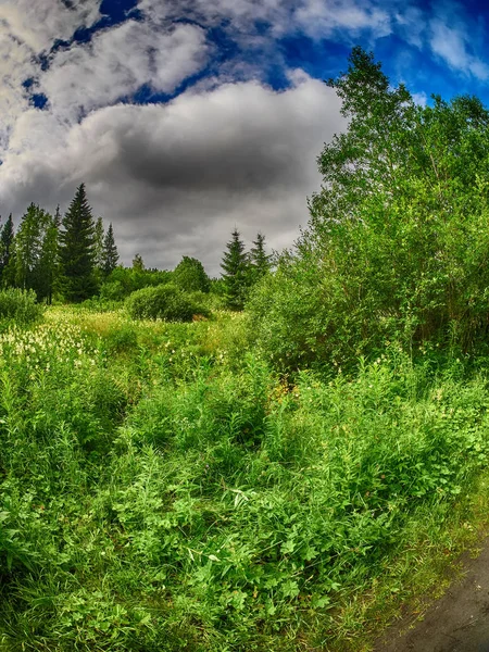 Lichtung im Wald — Stockfoto