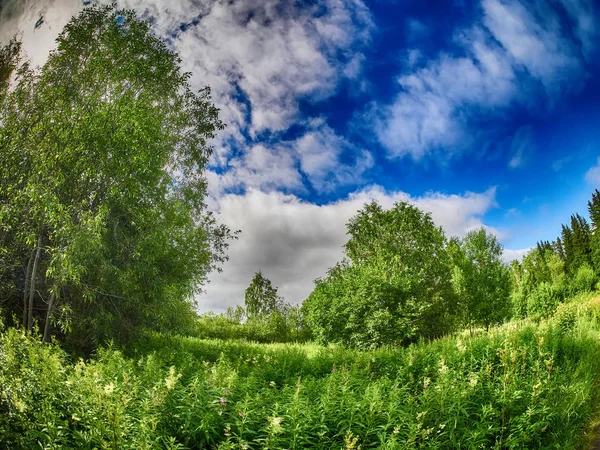 Ormandaki açıklık