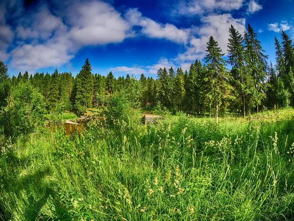 Ormandaki açıklık