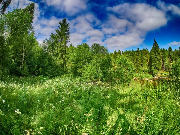 Ormandaki açıklık