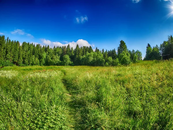 Ormandaki açıklık