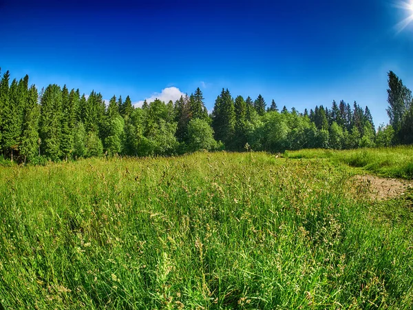 Ormandaki açıklık