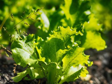 Marul yaprakları. Yaz