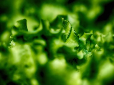 Marul yaprakları. Yaz