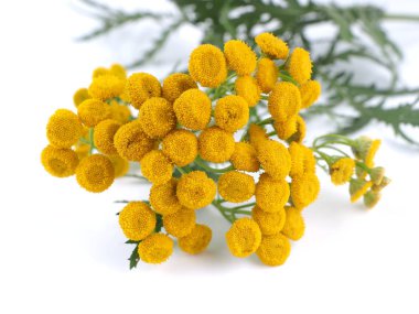 Beyaz bir arka plan üzerinde solucan otu çiçek