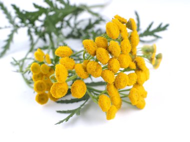 Beyaz bir arka plan üzerinde solucan otu çiçek