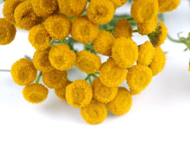 Beyaz bir arka plan üzerinde solucan otu çiçek