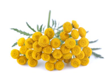 Beyaz bir arka plan üzerinde solucan otu çiçek