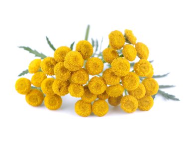 Beyaz bir arka plan üzerinde solucan otu çiçek