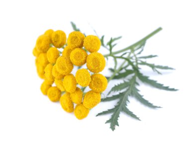 Beyaz bir arka plan üzerinde solucan otu çiçek