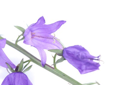 Beyaz bir arka plan üzerinde çiçekler çanları