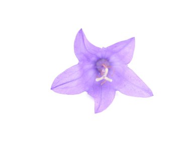 Beyaz bir arka plan üzerinde çiçekler çanları