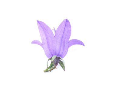 Beyaz bir arka plan üzerinde çiçekler çanları