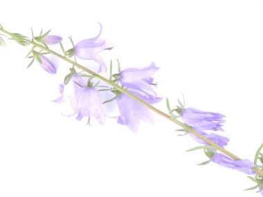 Beyaz bir arka plan üzerinde çiçekler çanları