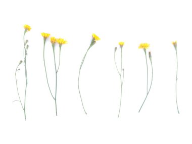 St John's wort çiçek beyaz bir arka plan üzerinde