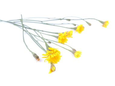 St John's wort çiçek beyaz bir arka plan üzerinde