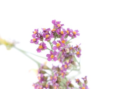 Civanperçemi çiçek beyaz arka plan üzerinde