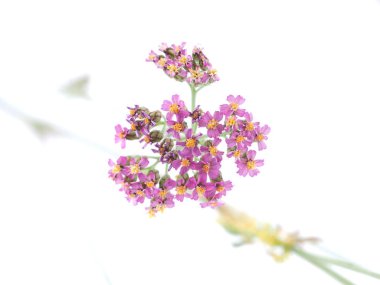 Civanperçemi çiçek beyaz arka plan üzerinde