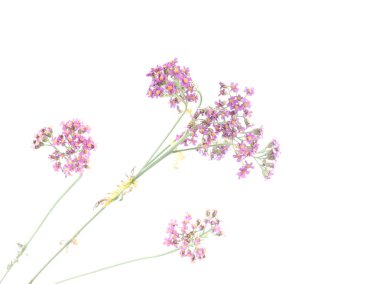 Civanperçemi çiçek beyaz arka plan üzerinde