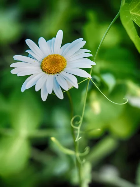 在森林里的洋甘菊 — 图库照片