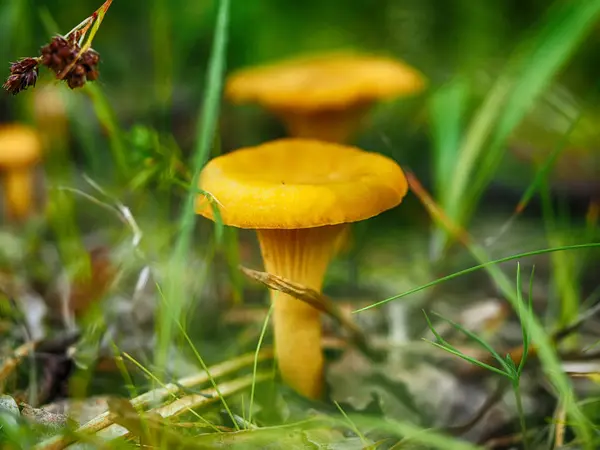 Cantarela de setas en el bosque — Foto de Stock