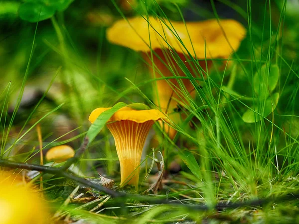 Cantarela de setas en el bosque — Foto de Stock