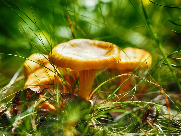 在森林里的蘑菇蘑菇 — 图库照片