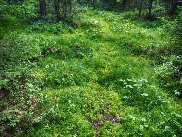 Grass in the forest — Stock Photo, Image