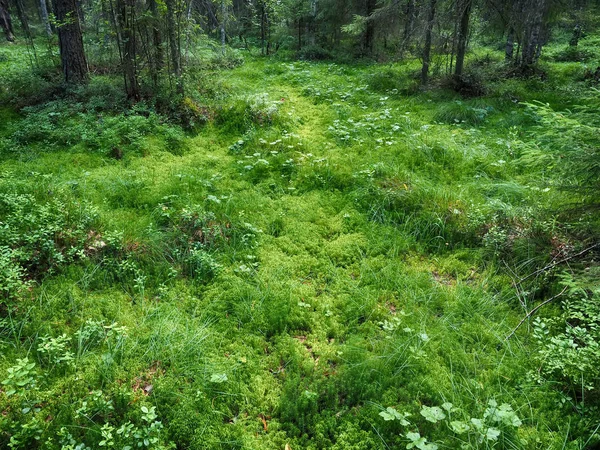 Hierba en el bosque — Foto de Stock