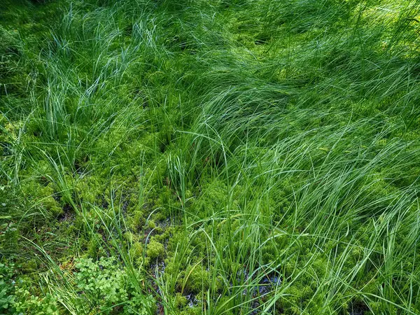 Grass in the forest — Stock Photo, Image