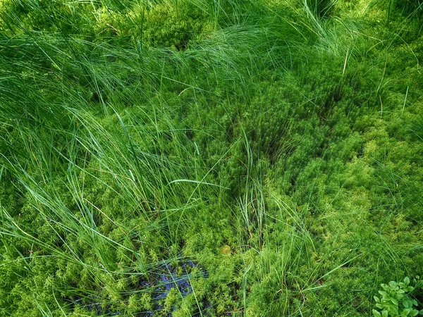 Gras in het bos — Stockfoto