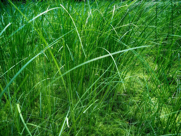 Gras im Wald — Stockfoto