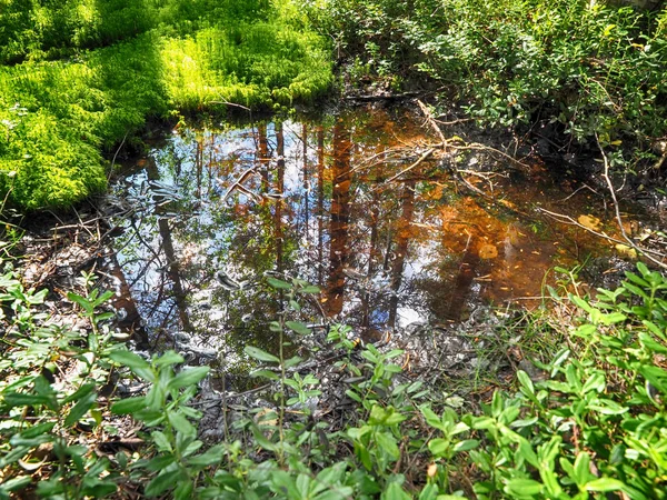 Plas in het bos — Stockfoto