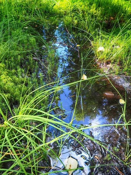 Ormanda su birikintisi