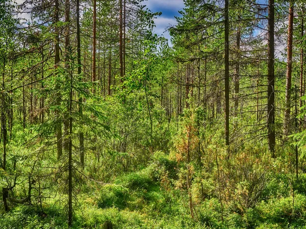 Palude nella foresta — Foto Stock